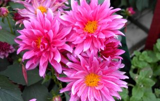 pink flowers with orange-yellow center