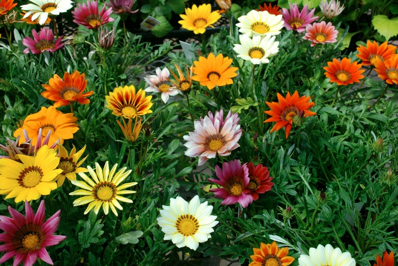 Colorful flowers growing in garden