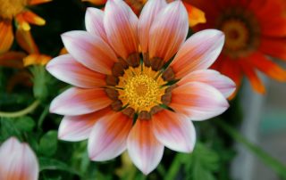 close up of flower with pink and orange petals