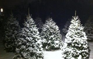 evergreen trees covered in snow at night