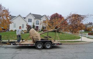 uprooted tree being transported on bed of trailer