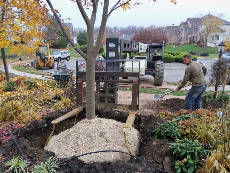 Proper Way to Plant a Tree Wojton's Nursery Trappe PA