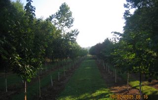 nursery garden with trees grown in rows