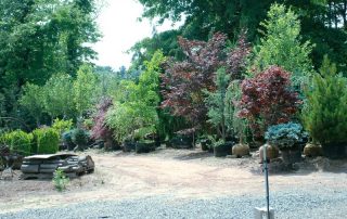 various trees and shrubberies for sale