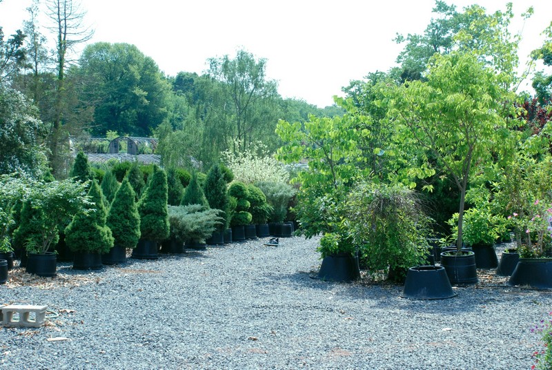 nursery garden center with trees and shrubberies