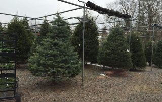 Christmas Trees for sale on display