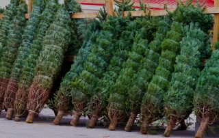 wrapped christmas trees leaning on display for purchase