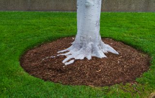 base of white tree with mulch