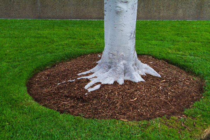 base of tree with mulch