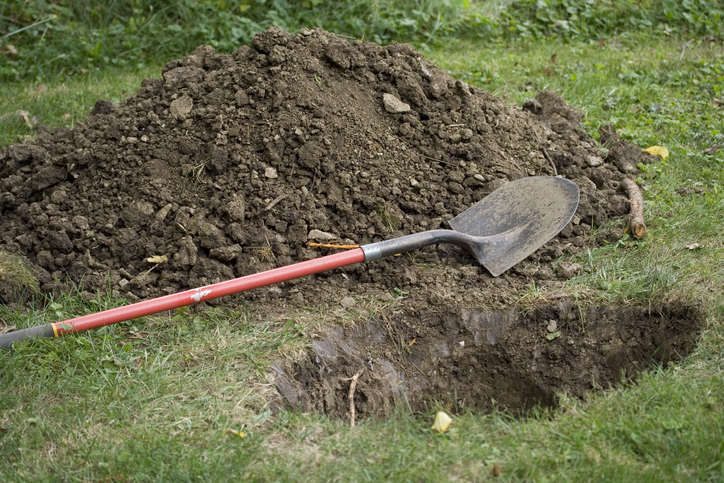 shovel and hole dug for tree planting