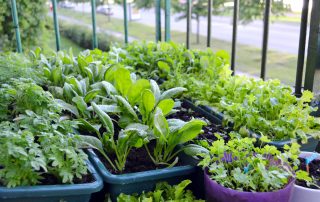 Small garden on a balcony of a block house at the European city. Vegetables and herbs growing in plant boxes and flower pots.