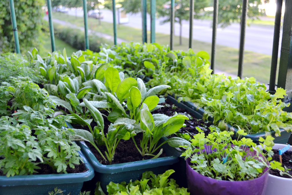 The Health Benefits Of Gardening Wojtons Nursery