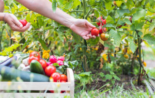 Organic tomatoes being picked by hand in summer garden