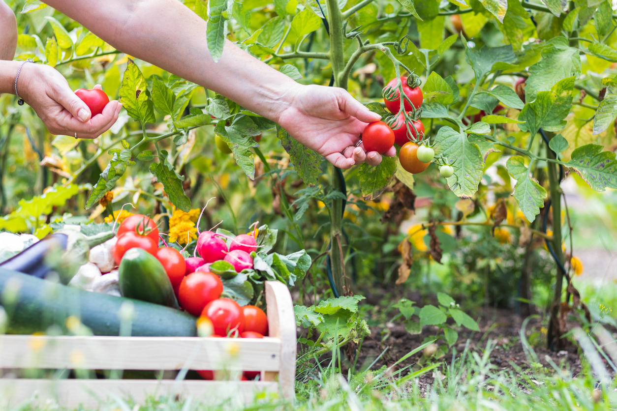 Organic tomatoes being picked by hand