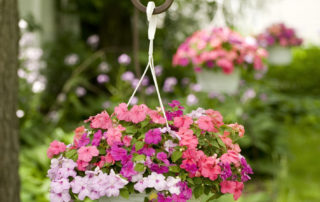 Hanging Baskets full of Impatiens