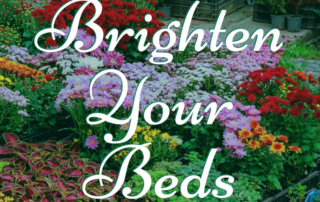 brighten your beds