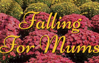 Falling for mums