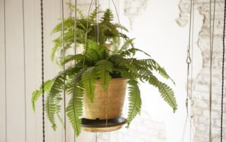 potted hanging ferns