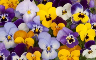 Purple & Yellow Flowers