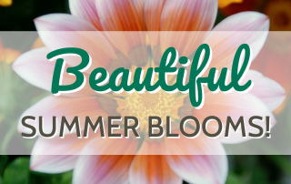 Beautiful Summer Blooms At Wojton's Nursery