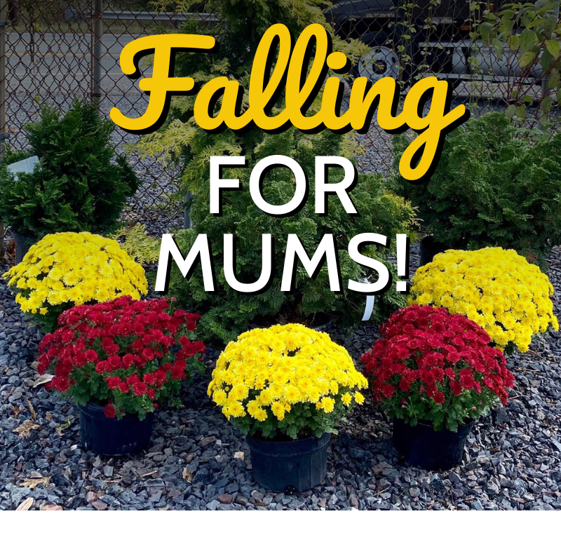 Falling For Mums! 🍂 1