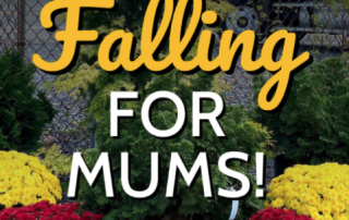 Falling For Mums Pop Up