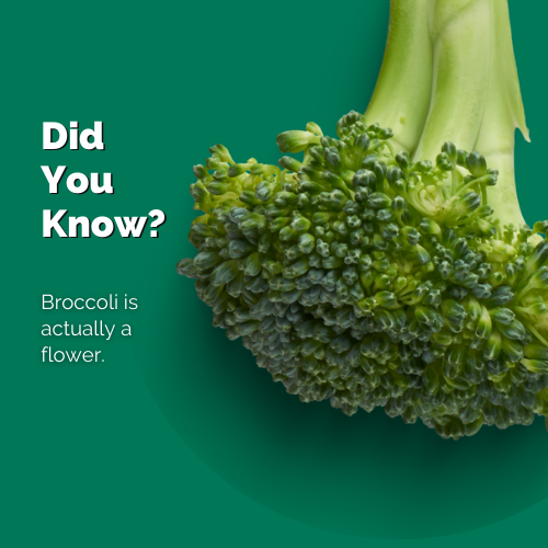 broccoli is actually a flower