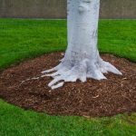 How Can Fresh Mulch Improve Your Landscape This Fall?