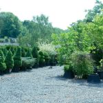 How to Care for Newly Planted Shrubs & Trees
