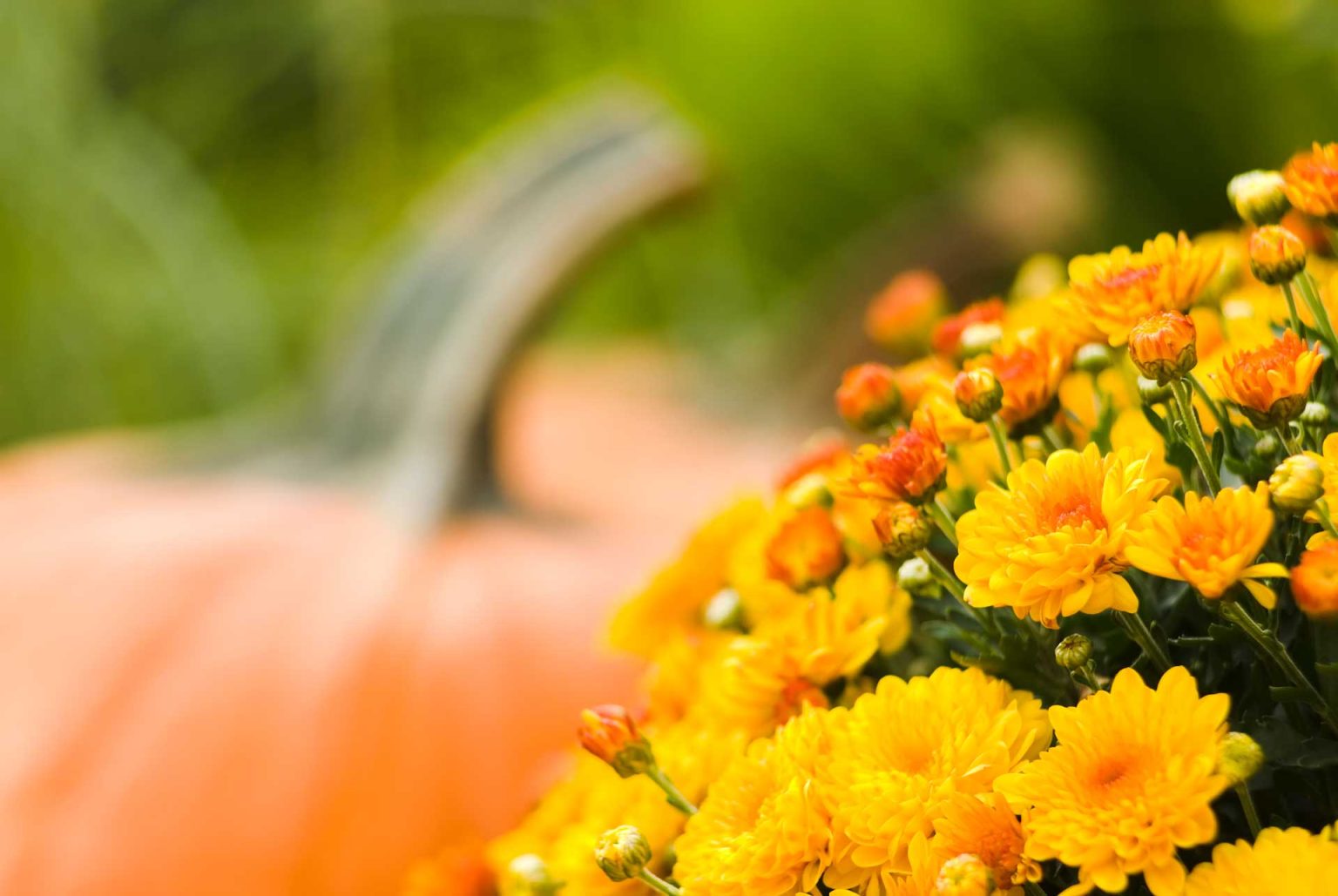 3 Popular Fall Plants to Keep Your Garden Vibrant for Fall - Wojton's ...